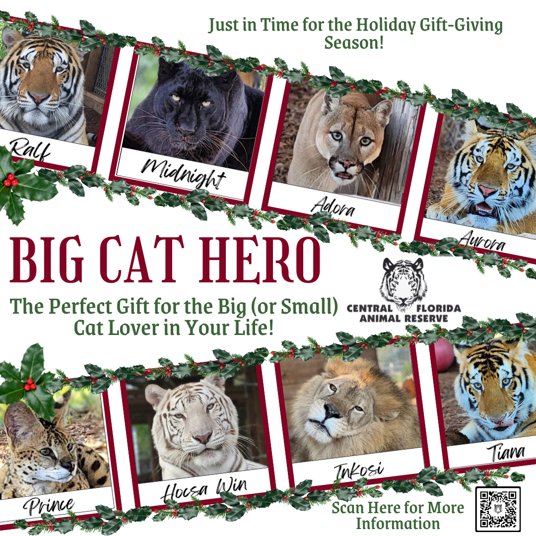 Big Cat Hero is the perfect gift for any cat lover!