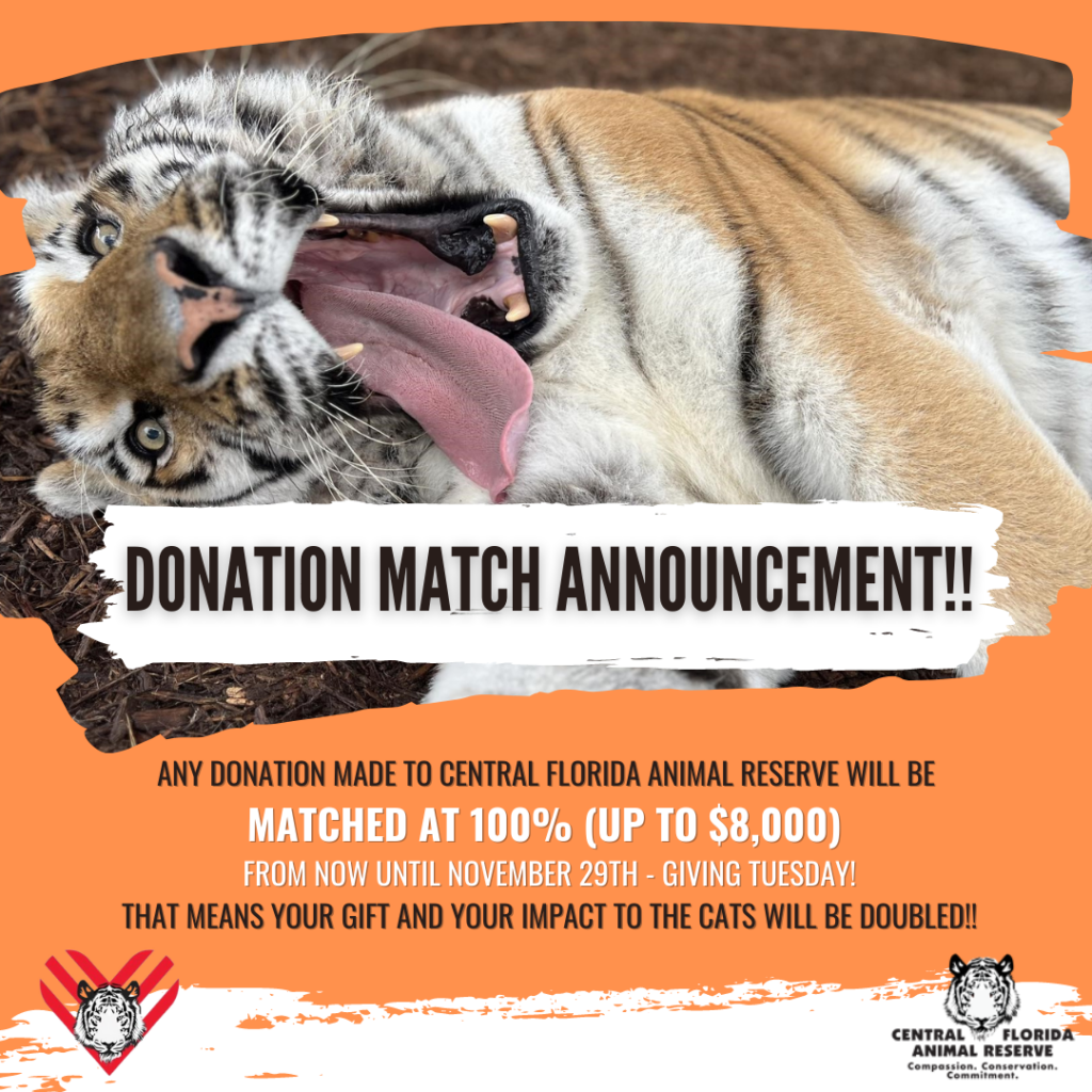 A tiger lying on its side with mouth open. Text announces a donation match for Central Florida Animal Reserve, with gifts matched up to $8,000 until November 29th.