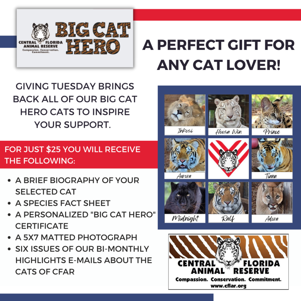 Promotional flyer for Central Florida Animal Reserve’s Big Cat Hero program, featuring images of various big cats and details of the $25 Giving Tuesday donation benefits.