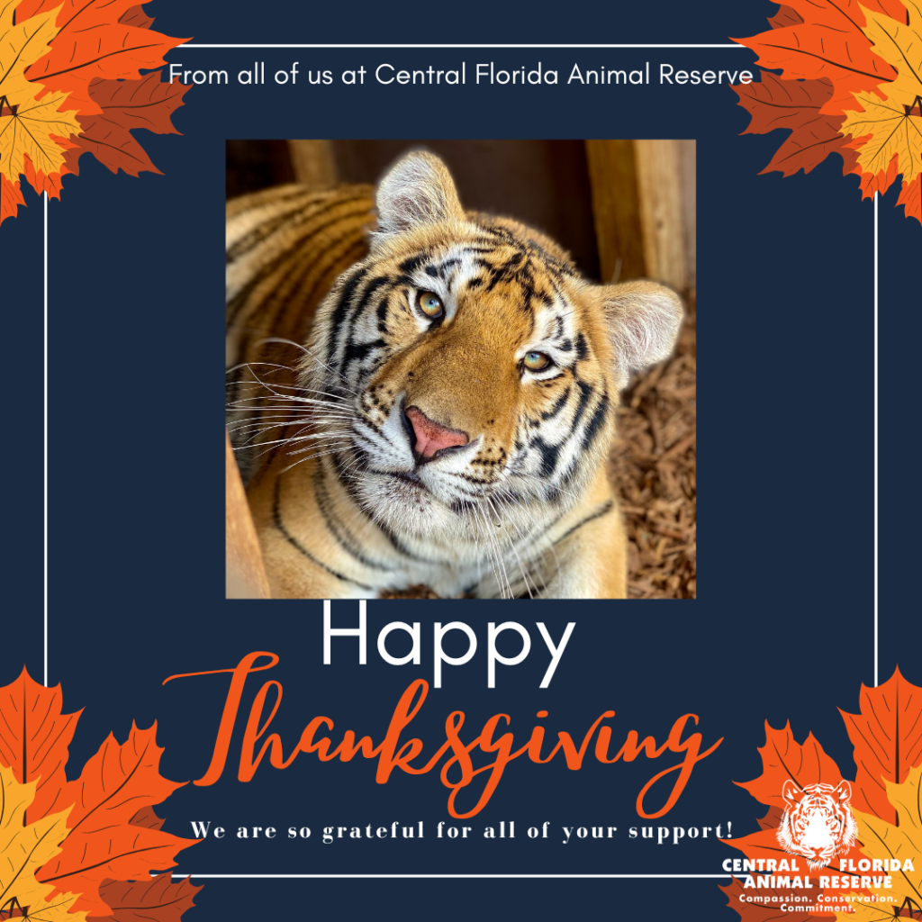 A tiger looks up from inside an enclosure, surrounded by a blue frame with autumn leaves and Thanksgiving greeting text from Central Florida Animal Reserve.