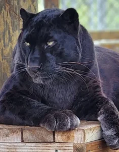 A black jaguar with yellow eyes lies on a wooden platform, looking to the side with a relaxed but alert expression.