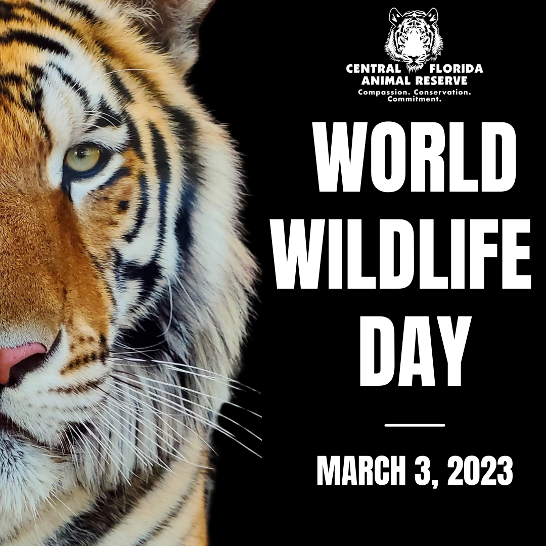 World Wildlife Day!