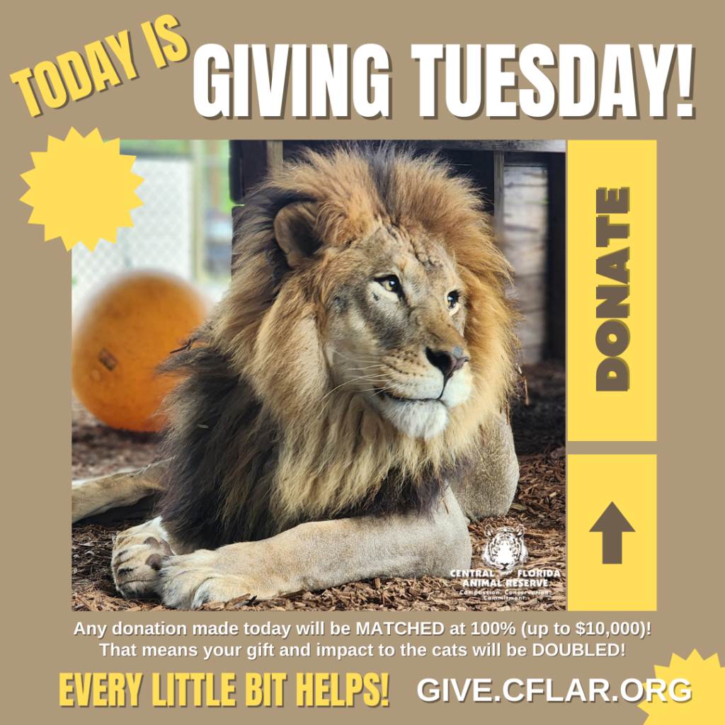 A male lion lies down in an enclosure. Text promotes Giving Tuesday donations to the Central Florida Animal Reserve, with donations matched up to $10,000.