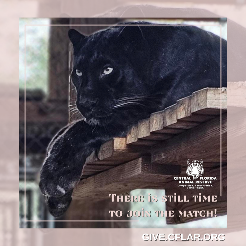A black panther rests on a wooden platform inside an enclosure. Text reads: "There is still time to join the match!" with the Central Florida Animal Reserve logo and website.