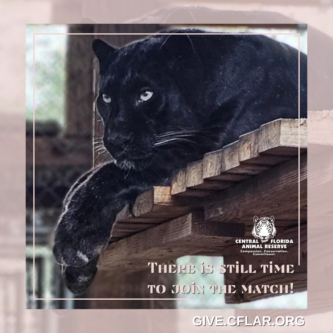 Midnight, the Melanistic Leopard, says there is still time to join the match! Go to give.cflar.org