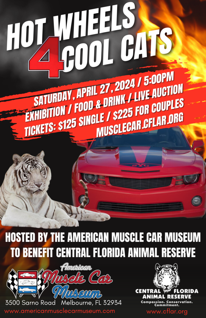 FINAL-Hot-Wheels-Cool-Cats-