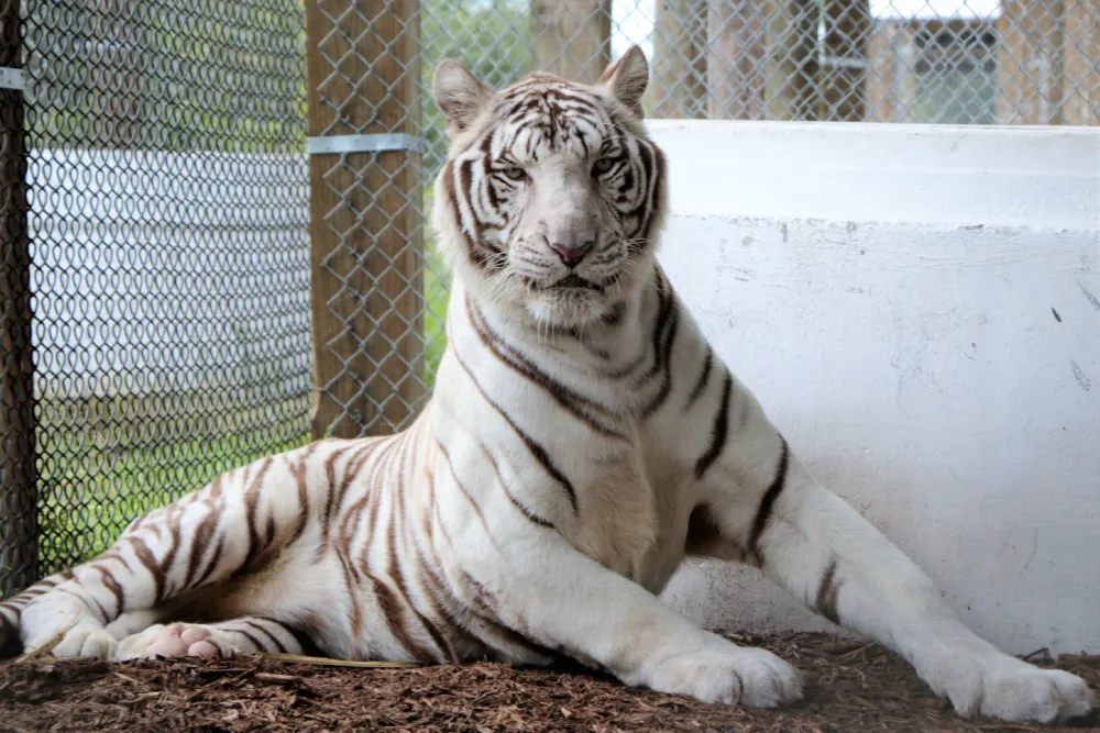 A white tiger with black stripes is lying on the ground near a white wall and chain-link fence in an enclosed area at Central Florida Animal Reserve.