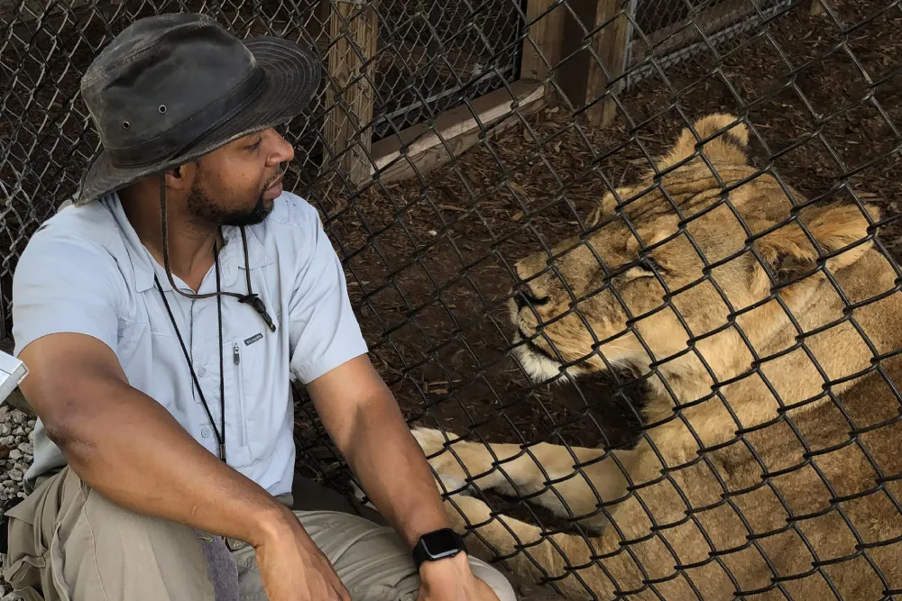 A man wearing a hat sits on the ground next to a lion behind a chain-link fence at Central Florida Animal Reserve, looking at the animal.