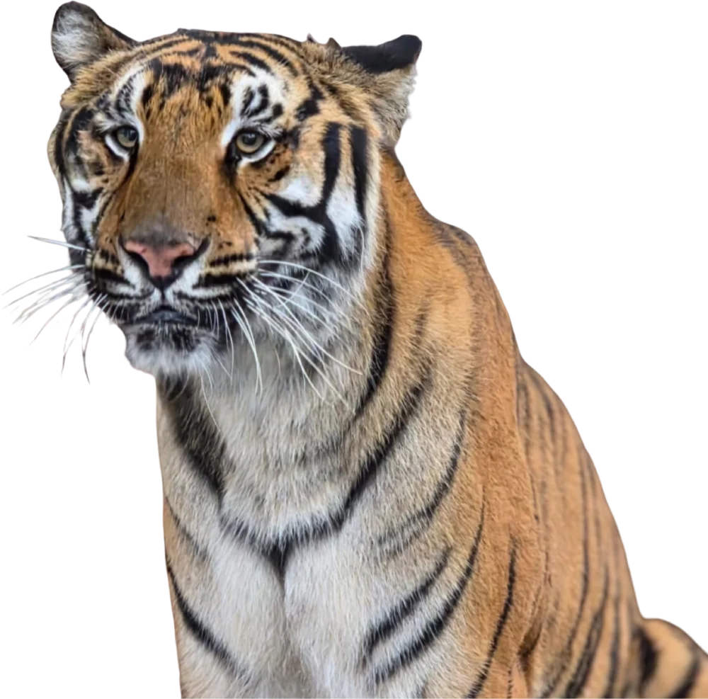 A Bengal tiger with orange fur, black stripes, and white facial markings is sitting and looking forward against a plain background at Central Florida Animal Reserve.
