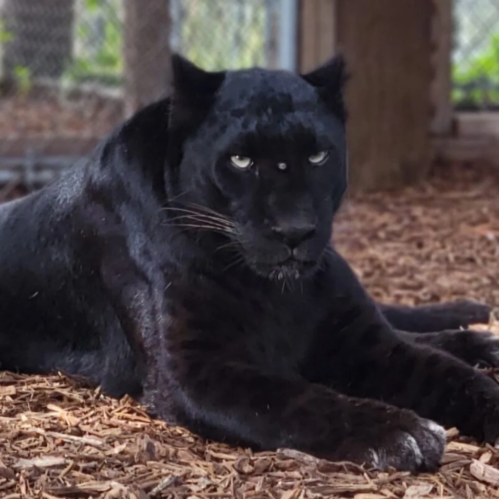 A black panther lies on wood chips, looking directly at the camera with a serious expression. At Central Florida Animal Reserve, transparency is key—you can see fences and greenery blurred in the background.