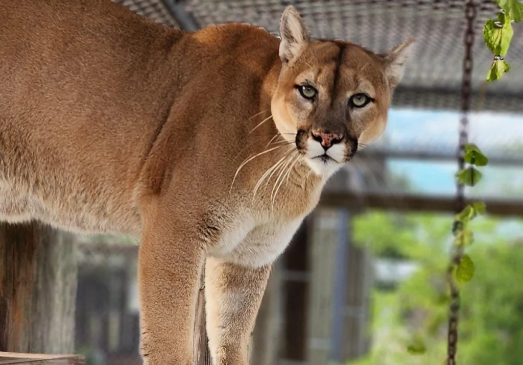 A cougar stands on a wooden platform in an enclosure, looking directly at the camera, embodying the strength and grace supported by Central Florida Animal Reserve leadership.