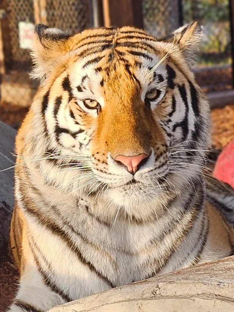A tiger with orange fur and black stripes lies down, looking directly at the camera; a fenced enclosure about Central Florida Animal Reserve is visible in the background.