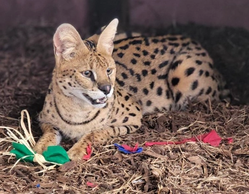 A serval cat with spotted fur lies on mulch next to green and red pieces of fabric, showcasing the care provided under Central Florida Animal Reserve leadership.