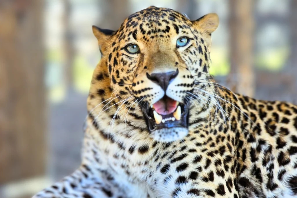 A close-up of a leopard with its mouth slightly open, showing its teeth. The background is blurred, highlighting the animal’s spotted fur and bright blue eyes—an image featured in Central Florida Animal Reserve media coverage.