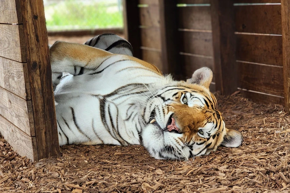A tiger lies on its side on wood chips inside a shaded wooden enclosure at Central Florida Animal Reserve, looking toward the camera with a relaxed expression.