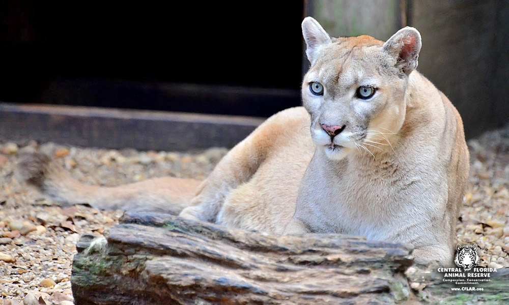 A cougar with light brown fur is lying on the ground next to a log, looking alert inside a wood-chip and rock enclosure at Central Florida Animal Reserve. Donate today to support habitats like this.
