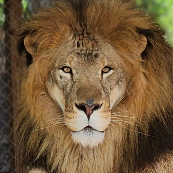 A close-up of a male lion with a thick mane, facing forward. The background is blurred with hints of greenery and a chain-link fence.