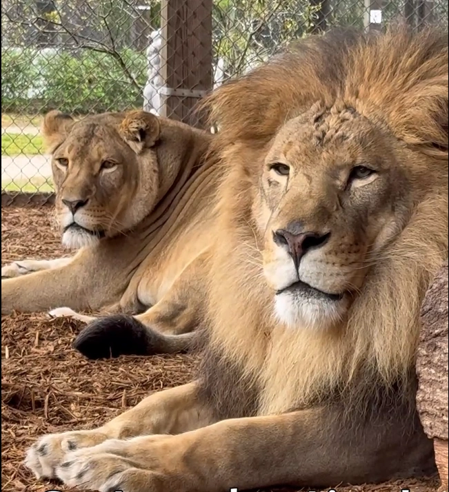 Two lions, one male and one female, lie on the ground in an outdoor enclosure with a wire fence and trees in the background.