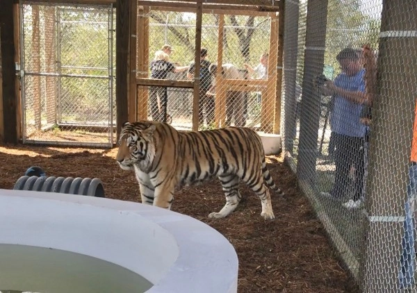 A tiger stands on the ground inside a fenced enclosure, with people observing from behind another fence in the background, offering a unique exotic animal experience Florida visitors won’t forget.