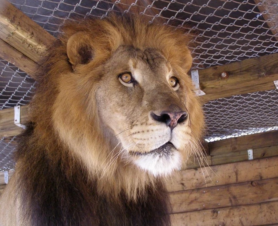 A male lion with a thick mane stands under a metal mesh roof and wooden beams, looking attentively to the side.
