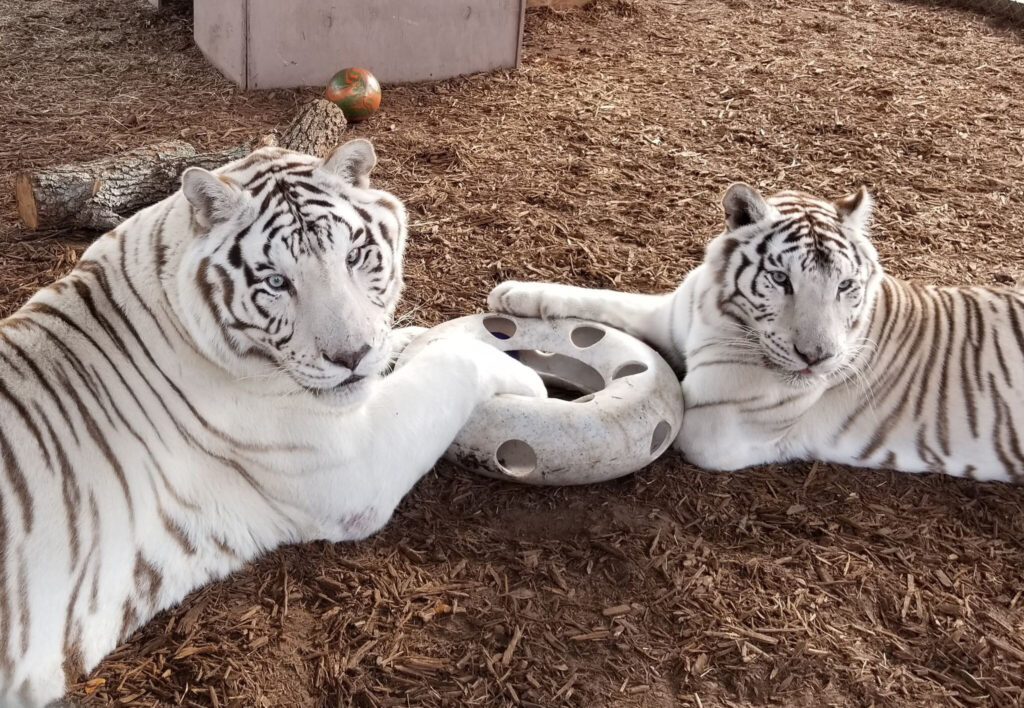 Two white tigers lie on mulch with their paws on a circular toy, looking toward the camera. A ball and log are in the background.