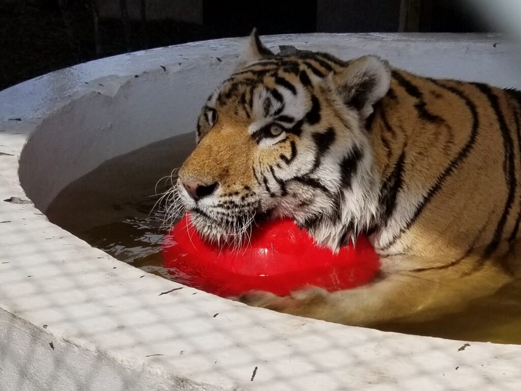 A tiger sits in a shallow pool, resting its head on a large red ball floating in the water.