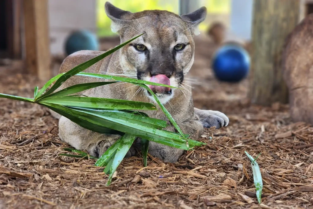 A cougar lies on mulch, licking its nose, with green leaves in front of it and blue balls in the background.