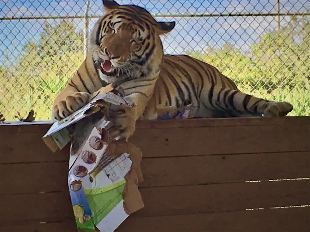 A big cat at an animal sanctuary in Florida tears apart a cardboard box while lying on a wooden platform, with a chain-link fence and lush greenery in the background.