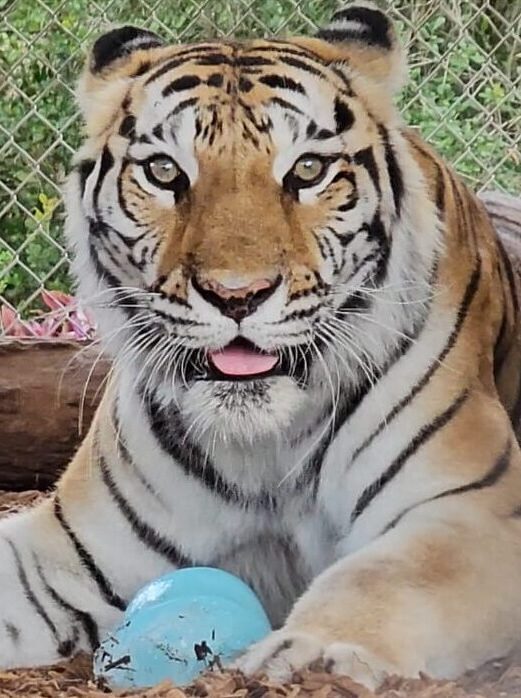 A big cat at an animal sanctuary in Florida lies on the ground with a blue ball in front of it, looking directly at the camera; a chain-link fence and greenery are visible in the background.