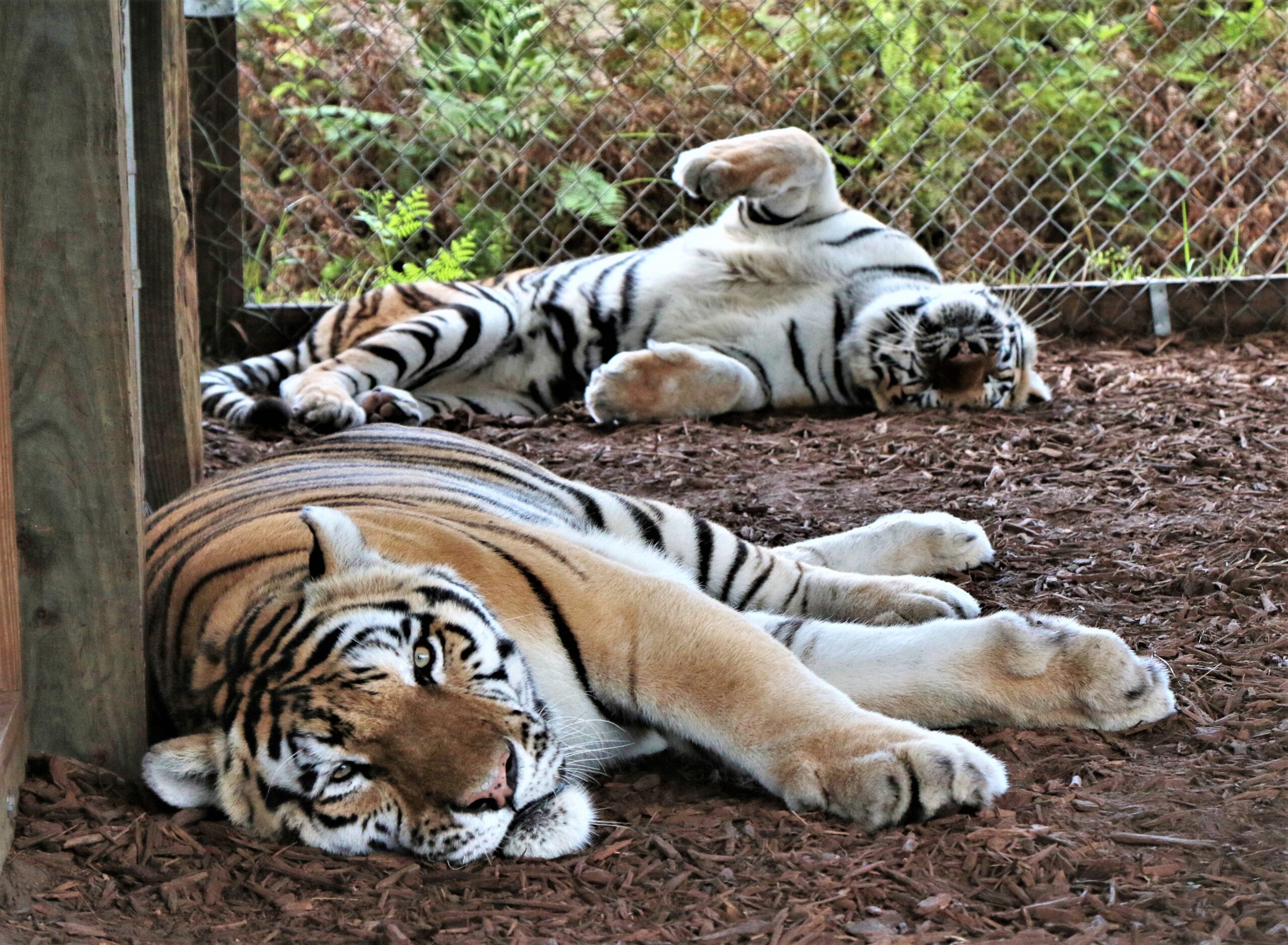 Two tigers lie on the ground in an enclosure; one is resting with its eyes open while the other is lying on its back with legs raised.