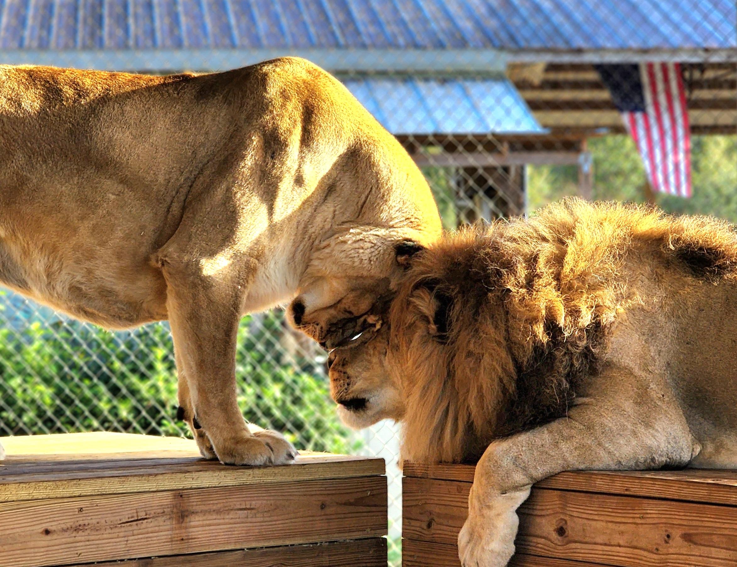 A lioness and a lion rest their heads together on wooden platforms in an outdoor enclosure, with a chain-link fence and an American flag in the background—a unique glimpse into wildlife among the many outdoor activities Orlando has to offer.
