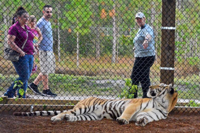 A tiger lies on the ground inside an enclosure while four people observe it from behind a chain-link fence at a zoo, where CFAR sponsorship opportunities help support wildlife conservation efforts.