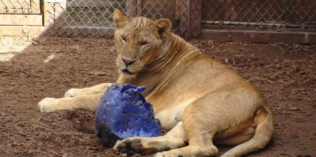 A lion lies on the ground inside an enclosure at Central Florida Animal Reserve, next to a large blue plastic toy showing signs of being chewed, reflecting the Reserve's transparency in animal care and enrichment.