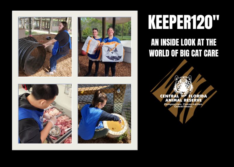 Four photos show people preparing food and working with supplies for big cats, next to a title that reads, “KEEPER120°: An Inside Look at the World of Big Cat Care,” with the CFAR logo.