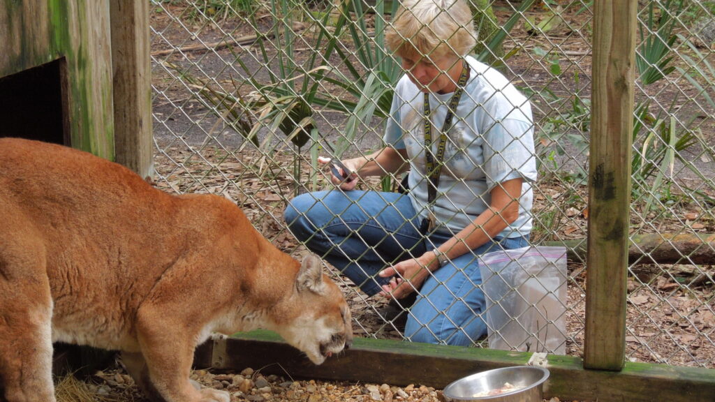 A woman kneels outside a chain-link enclosure, observing and recording data—potentially part of a CFAR sponsorship opportunity—as a large cat eats from the ground near a metal bowl.