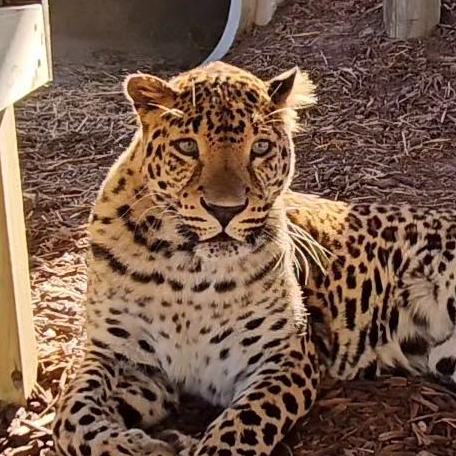 A leopard lies on the ground covered with wood chips, looking directly at the camera in a sunlit outdoor enclosure.
