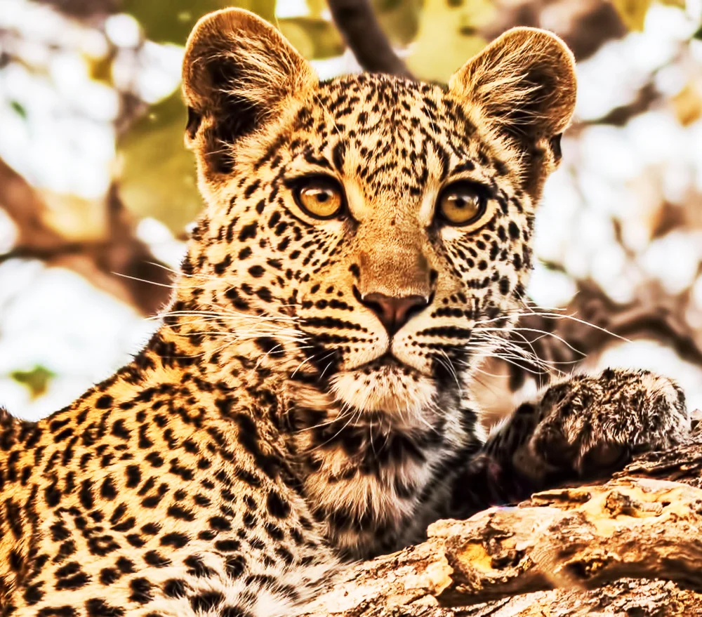 A close-up of a leopard resting on a tree branch, looking directly at the camera with alert eyes.