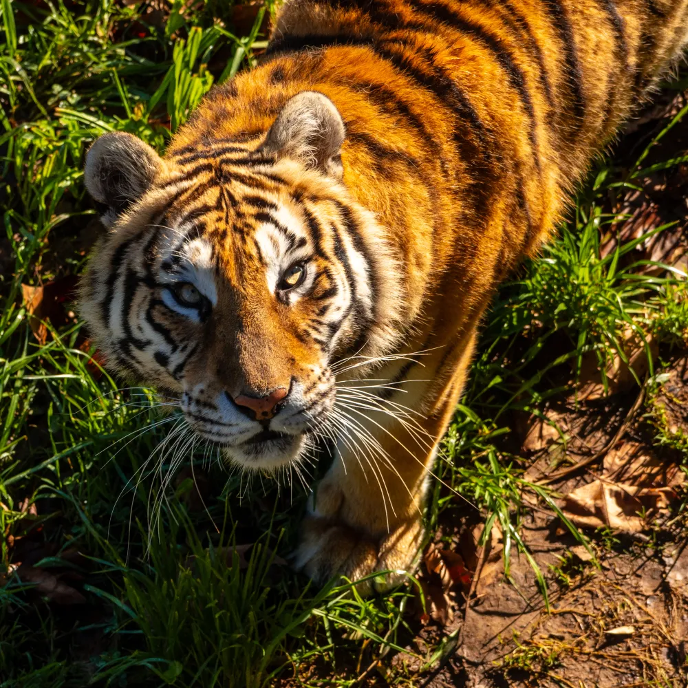 A tiger with orange fur and black stripes stands on grass, looking up toward the camera in bright sunlight.