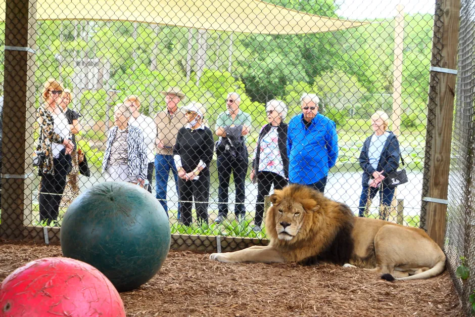 A lion lies on the ground inside an enclosure with two large balls, while a group of people observe from behind a chain-link fence.