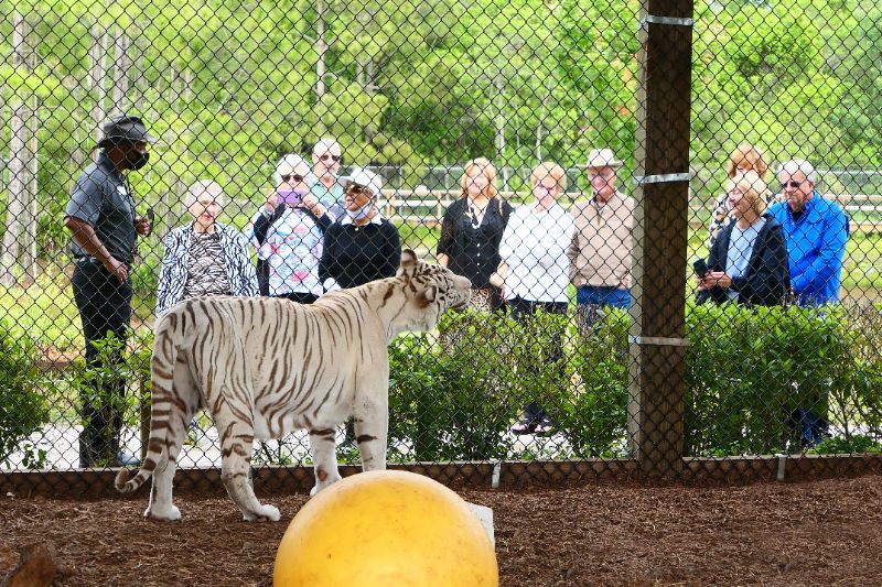 A white tiger stands near a large yellow ball inside an enclosure as a group of people observe from behind a chain-link fence, enjoying an exotic animal experience in Florida.