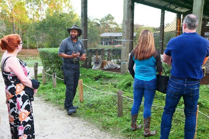 A zookeeper shares insights with three visitors enjoying an exotic animal experience in Florida, as two majestic tigers roam behind the fence of their enclosure.
