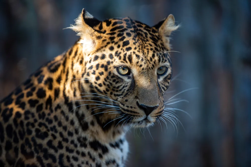 Close-up of a leopard with golden fur and black spots, looking slightly to the side, with a blurred natural background.