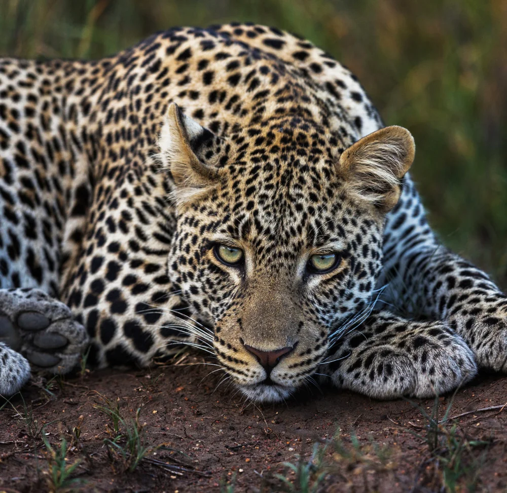 A leopard lies on the ground with its head resting on its front paws, looking directly at the camera; its spotted fur is clearly visible.