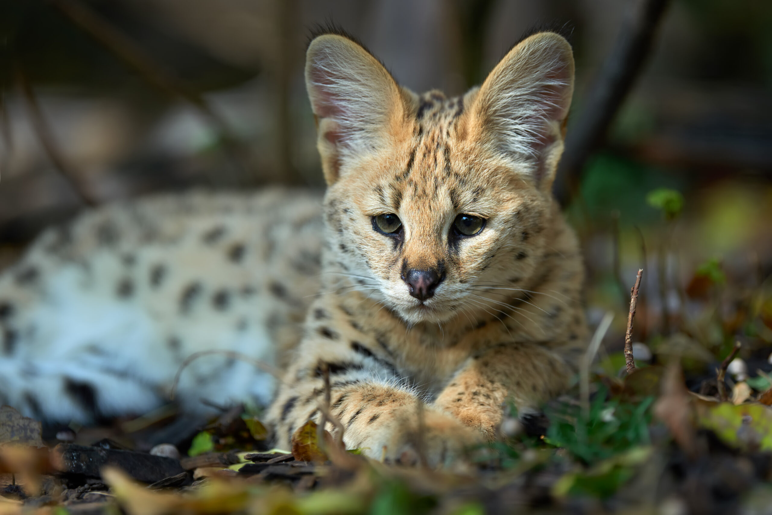 A serval cat with spotted fur lies on the ground among grass and leaves, looking forward with its ears upright.
