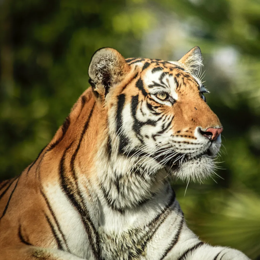 A Bengal tiger with orange fur and black stripes gazes to the right, surrounded by green, blurry foliage in the background.