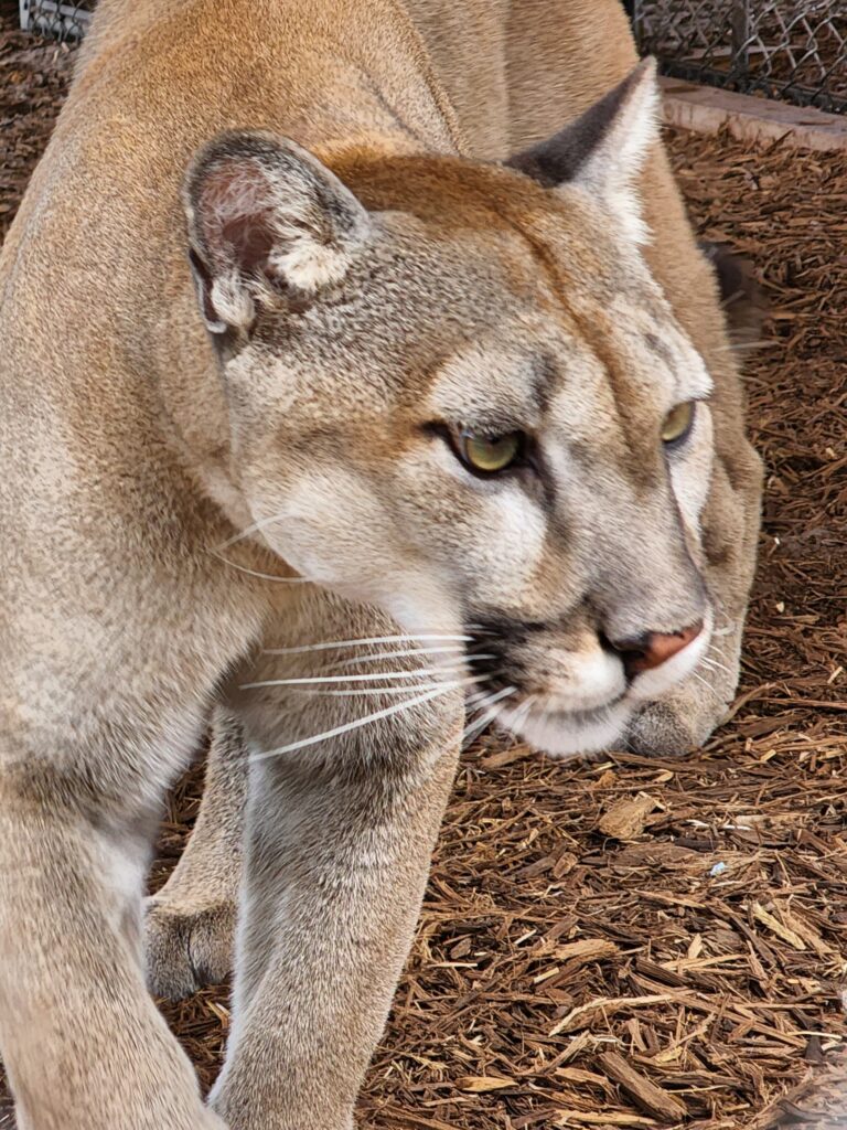 A close-up of a cougar walking on wood chips, with a wire fence visible in the background.