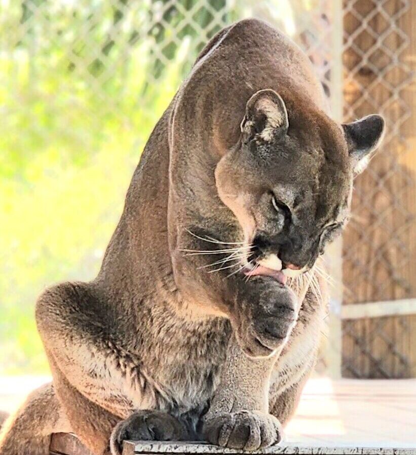 A cougar sits on a wooden platform, licking its front paw, with a chain-link fence and greenery in the background.