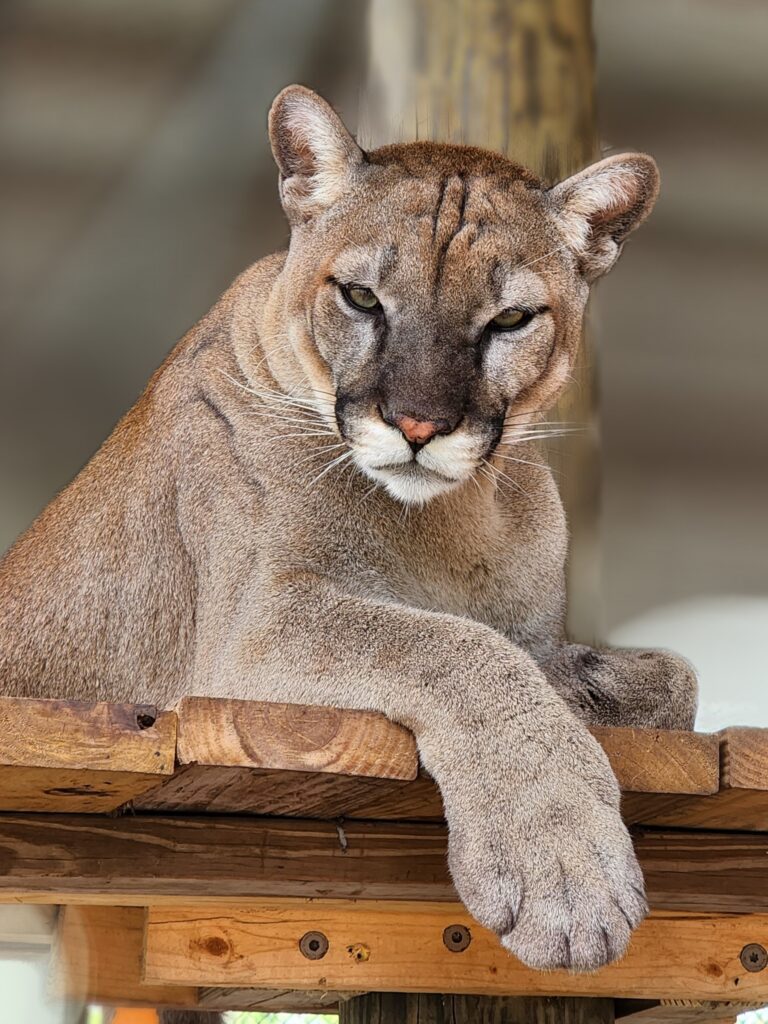 A cougar resting on a wooden platform, gazing directly at the camera with one paw hanging over the edge.