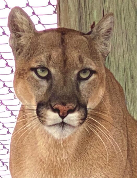 A close-up of a cougar facing forward, with a chain-link fence and wooden post in the background.