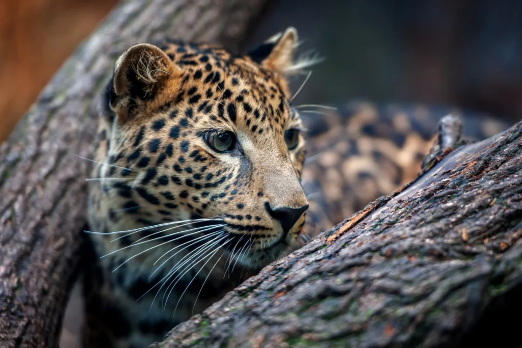 A close-up of a leopard lying among tree branches, with its face and spotted fur clearly visible.
